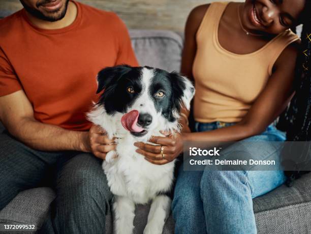 Cropped Shot Of An Unrecognisable Couple Sitting On The Sofa At Home With Their Border Collie Stock Photo - Download Image Now