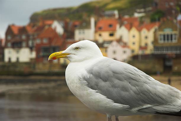 Whitby Mewa (się – zdjęcie