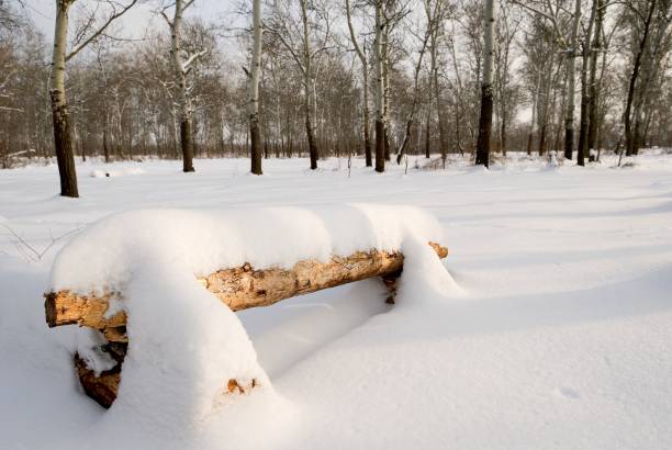 bank im winterwald - naked tree stock-fotos und bilder