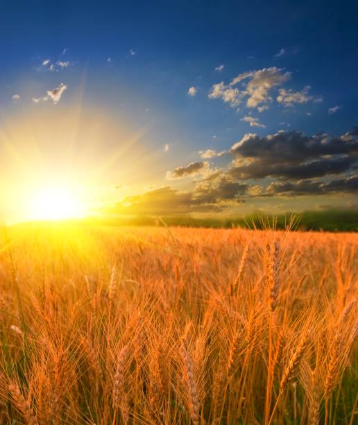 istock wheat field at the sunset 1372099950