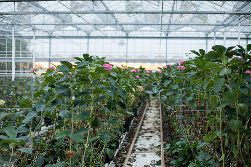 Hydrangea growth in a Greenhouse in Holland