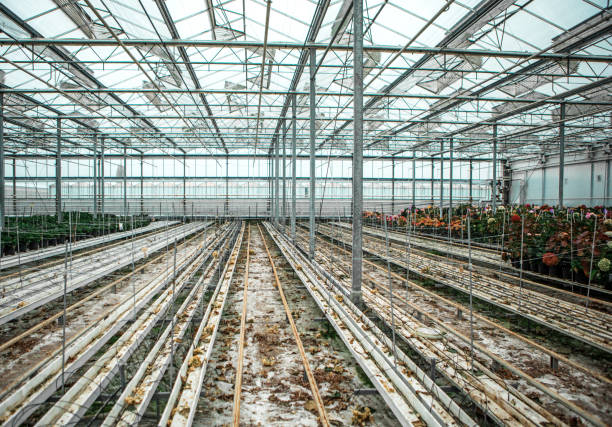 The inside of a working greenhouse in the Netherlands