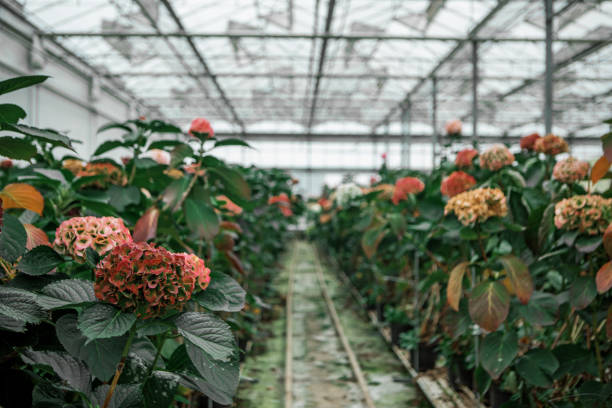 Hydrangea growth in a Greenhouse in Holland