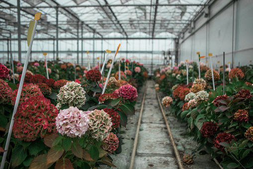 Hydrangea growth in a Greenhouse in Holland