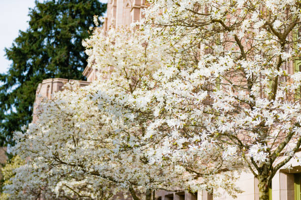 istock blossom of sakura in spring. park nature 1372101616