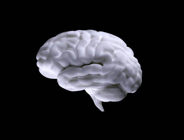 human brain isolated on black background stock photo