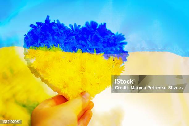 Independence Of Ukraine National Ukrainian Flag Hand Holds A Blueyellow Heart Made Of Flowers Stock Photo - Download Image Now
