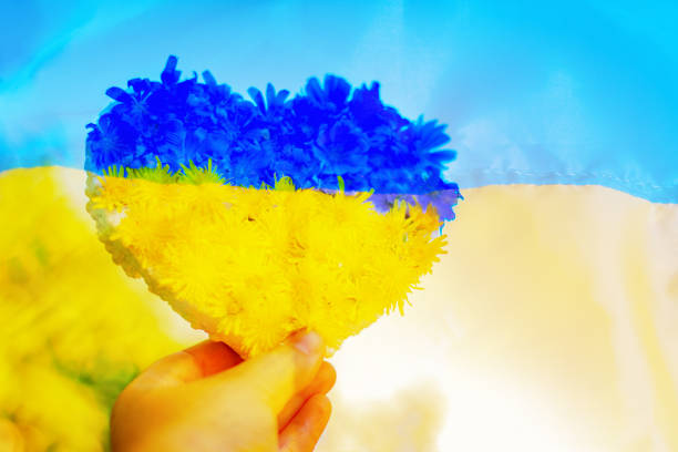 niepodległość ukrainy. narodowa flaga ukraińska. w dłoni trzyma niebiesko-żółte serce wykonane z kwiatów. - siły pokojowe zdjęcia i obrazy z banku zdjęć