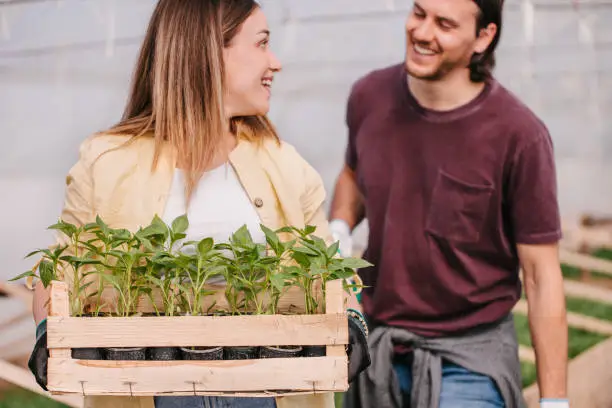 Two people standing in greenhouse and holding a crate with seedling, smiling to each other