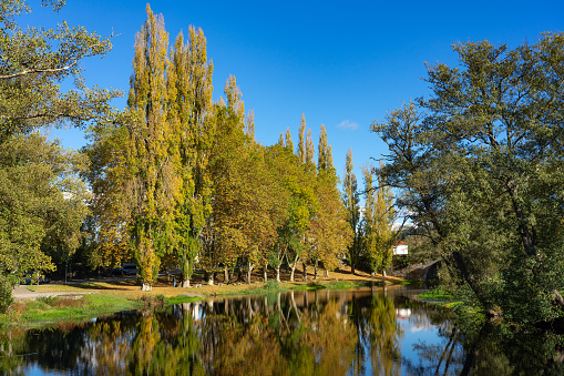 Autumn landscape of a riverside forest with tall poplars reflected in the river water