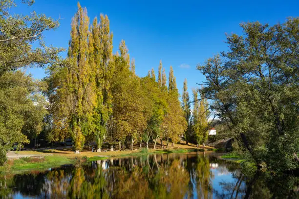 Photo of Autumn landscape of a riverside forest with tall poplars reflected in the river water