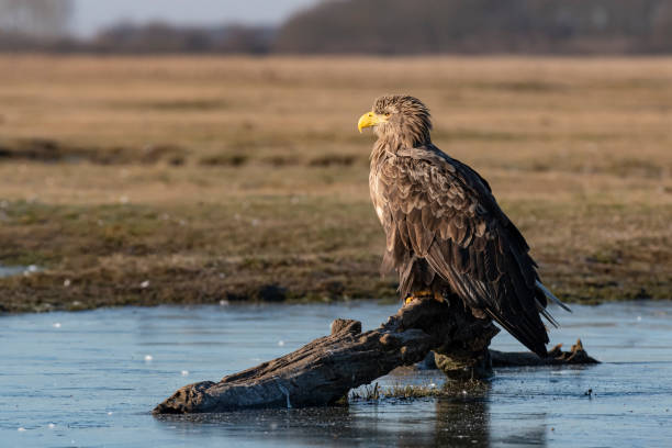 흰 꼬리 바다 독수리 (할랴에투스 알비실라) - white tailed eagle sea eagle eagle sea 뉴스 사진 이미지