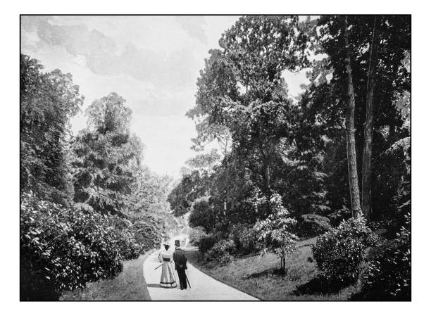 Antique London's photographs: The Rhododendron Walk, Kew Gardens Antique London's photographs: The Rhododendron Walk, Kew Gardens kew gardens stock illustrations