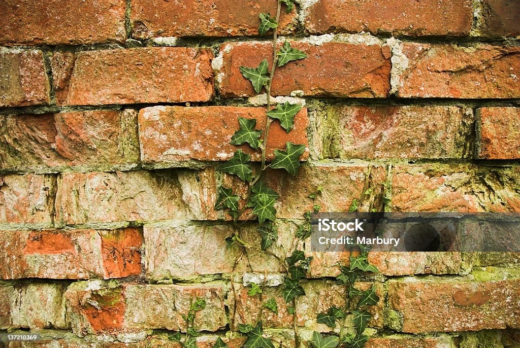 Larvadas carentes de ivy en pared - Foto de stock de Aferrarse libre de derechos