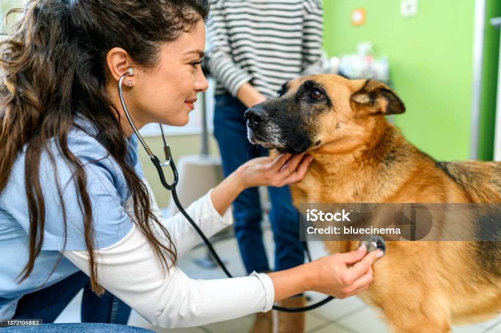 Little girl with her pet at the veterinarian's office. Female veterinarian checking up the dog at the veterinarian clinic. Vet with dog and owner. Veterinarian Stock Photo
