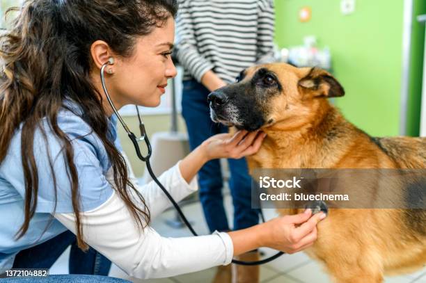 Little Girl With Her Pet At The Veterinarians Office Stock Photo - Download Image Now