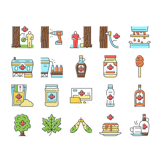 Maple Syrup Delicious Liquid Icons Set Vector . Maple Syrup Delicious Liquid Icons Set Vector. Sap For Collection, Equipment For Filtration And Bottling On Factory Conveyor Line. Tasty Sweet Ingredient For Pancake Color Illustrations . tree resin stock illustrations