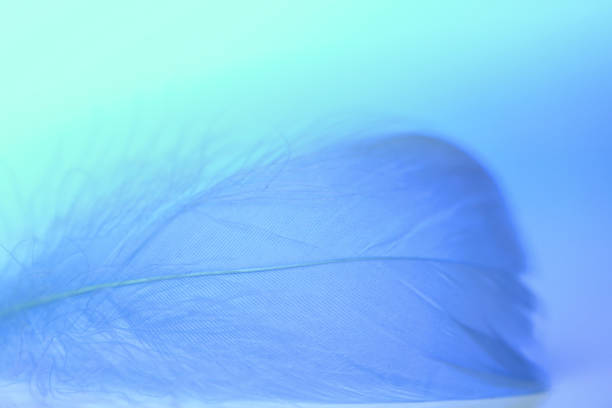 istock Feather texture.Feather background in blue colors . Multicolored blurred background with feathers.Beautiful nature background 1372105777