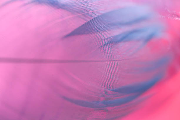 istock Feather texture.Feather macro background in blue pink colors .Beautiful nature background. Multicolored blurred background with feathers. 1372105798