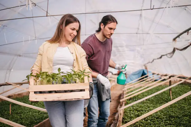 Low angle view of farmworkers standing in greenhouse and holding a crate with seedling and sprayer, looking at plants