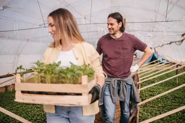 Two people standing in greenhouse and holding a crate with seedling