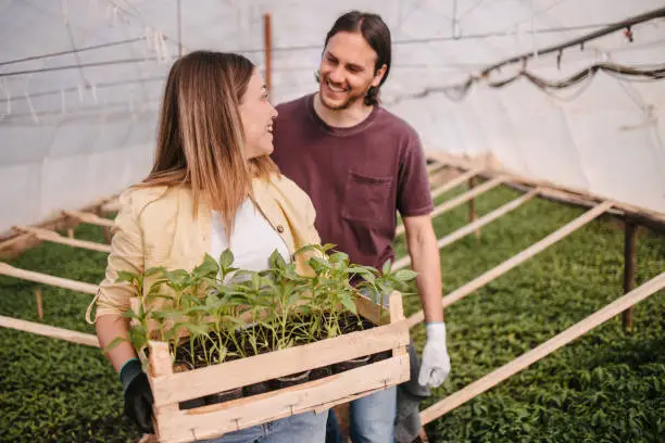Two people standing in greenhouse and holding a crate with seedling, smiling to each other