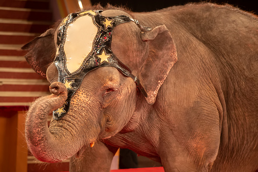 Circus elephant with a raised hobbot close-up.
