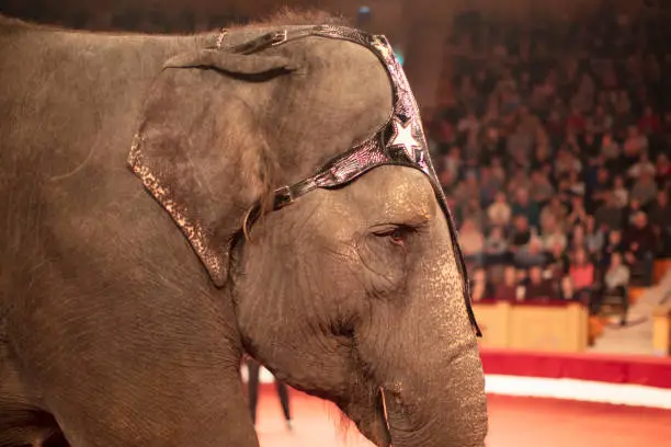 Photo of Part of the muzzle of a circus elephant against the background of blurred spectators. Animals in the circus.