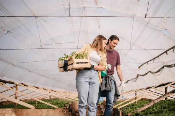 Low angle view of farmworkers standing in greenhouse and holding a crate with seedling, looking at plants