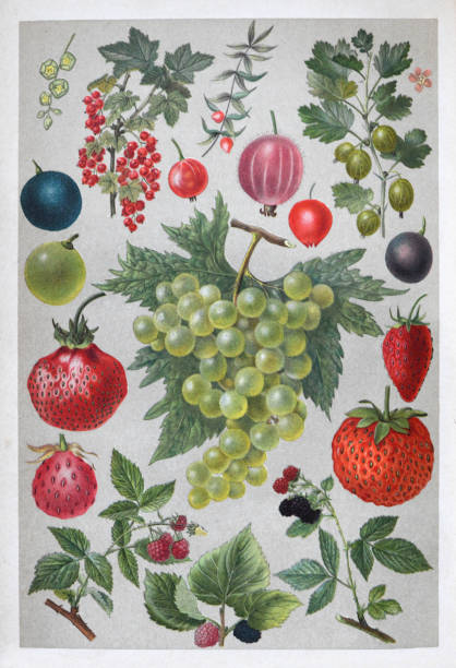 ягодная коллекция - винтажная цветная иллюстрация - strawberry vine pattern plant stock illustrations