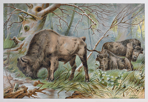 Vintage color illustration on white background - Bison