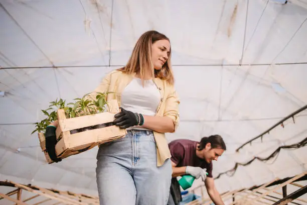 Farmworkers standing in greenhouse and holding a crate with seedling and sprayer