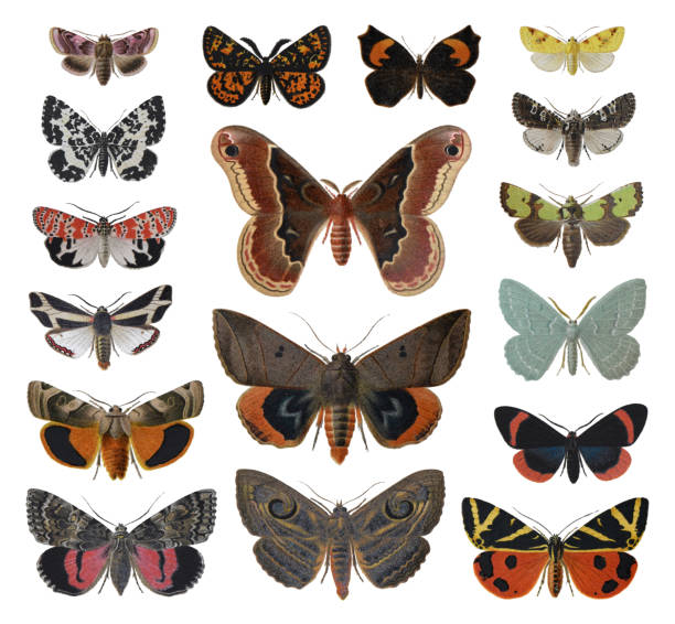 330+ Emperor Moth Stock Photos, Pictures & Royalty-Free Images - iStock