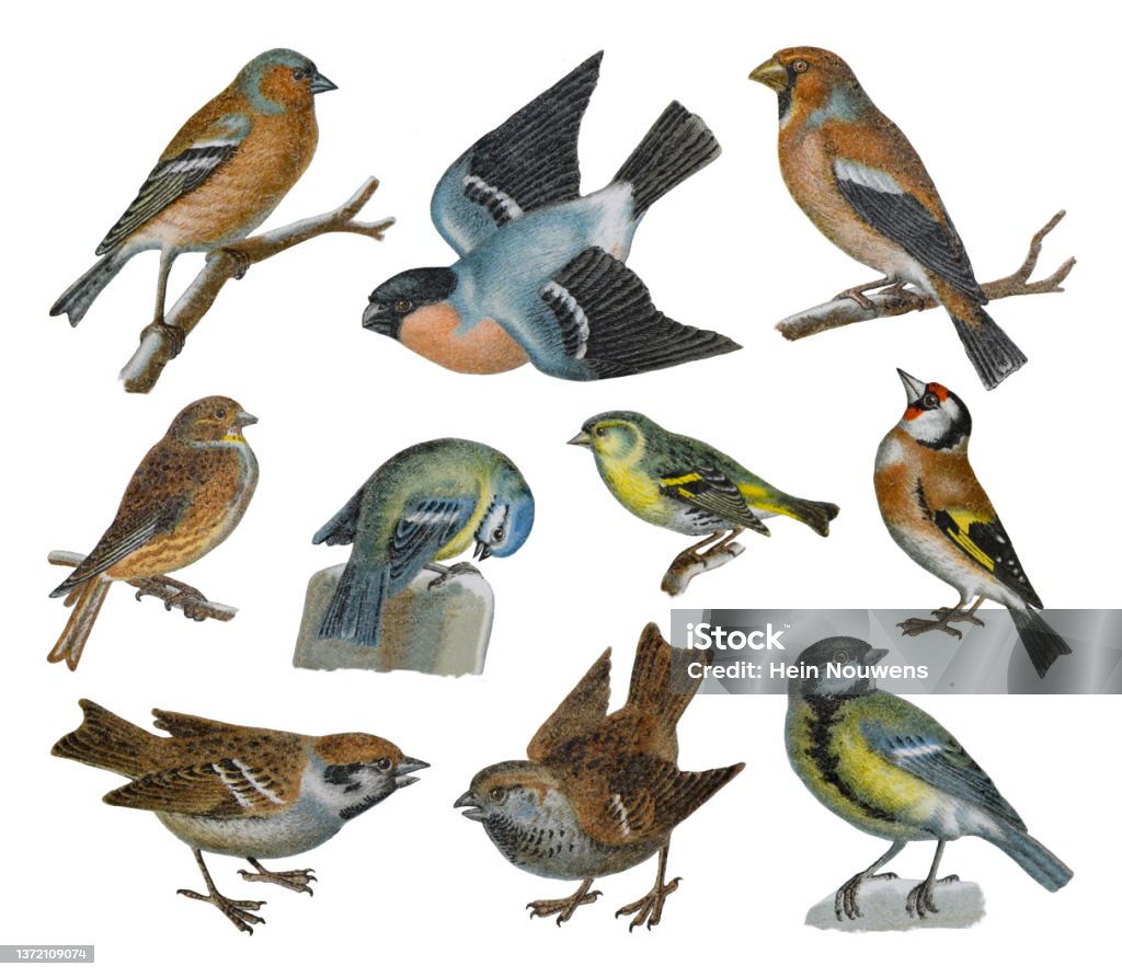 Songbird collection - vintage color illustration - Royalty-free Distelvink Stockillustraties