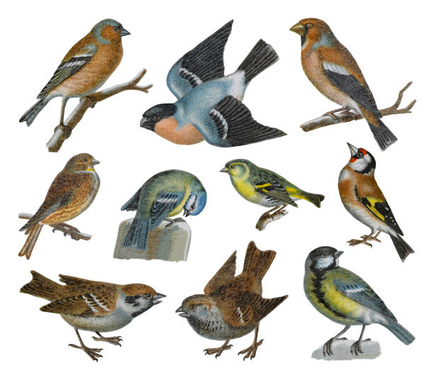 stockillustraties, clipart, cartoons en iconen met songbird collection - vintage color illustration - house sparrow
