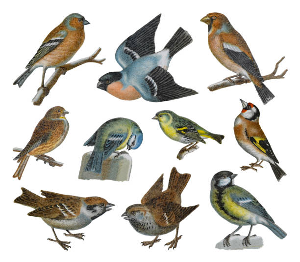 коллекция songbird - винтажная цветная иллюстрация - tree sparrow stock illustrations