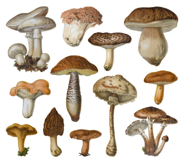 illustrazioni stock, clip art, cartoni animati e icone di tendenza di collezione di funghi e funghi velenosi - illustrazione a colori vintage - coral fungus