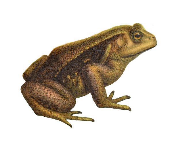 illustrazioni stock, clip art, cartoni animati e icone di tendenza di rana o rospo - illustrazione a colori vintage - common toad