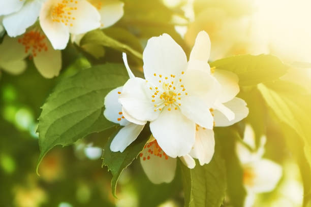 istock Blooming jasmine branches with white flowers. Selective focus. 1372109973