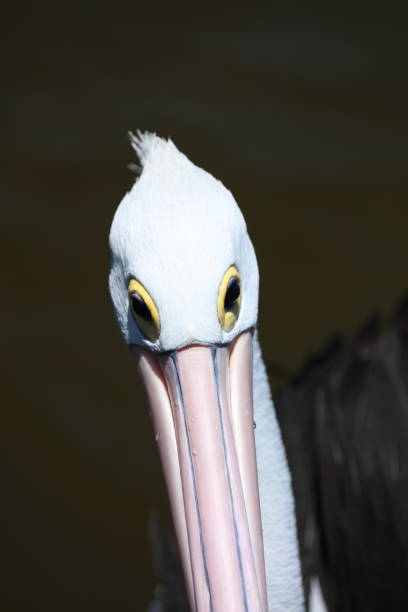 istock Pelican on the beach in Australia 1372110258