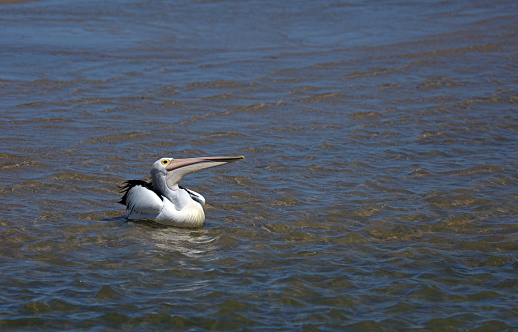 Australian Pelican from Streaky Bay,South Australia