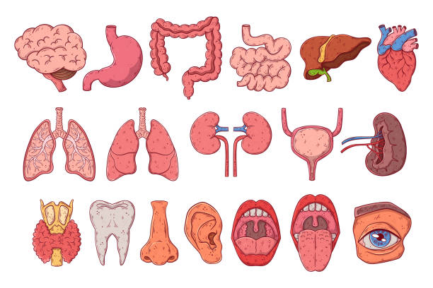 Human internal organs set hand drawn cartoon vector. Anatomy chest, gastrointestinal tract, head. Human internal organs set hand drawn cartoon vector. Anatomy chest, gastrointestinal tract, head. Medical info graphics. tonsil stock illustrations