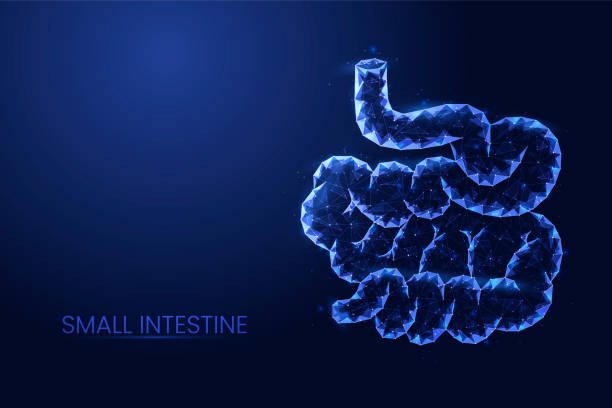 Human small intestine background vector. Futuristic abstract Low poly concept of medicine, digestive tract disease, innovative treatment. Human small intestine background vector. Futuristic abstract Low poly concept of medicine, digestive tract disease, innovative treatment. 3d abstract illustration. human intestine stock illustrations