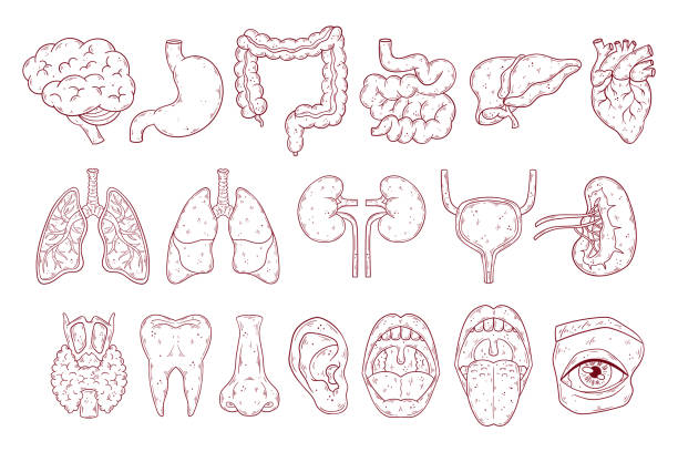 人間の内臓は手描きのベクトルを設定します。解剖学的胸部、胃腸管、頭部。 - 組み合わせ抽選会点のイラスト素材／クリップアート素材／マンガ素材／アイコン素材