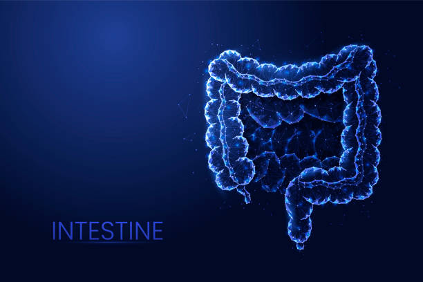 istock Human intestine background vector. Futuristic abstract Low poly concept of medicine, digestive tract, innovative treatment, cancer diagnosis. 1372111364