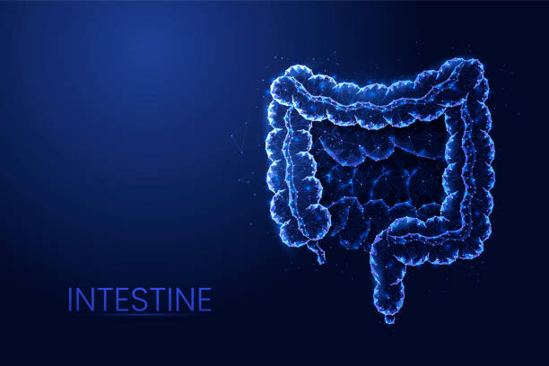 Human intestine background vector. Futuristic abstract Low poly concept of medicine, digestive tract, innovative treatment, cancer diagnosis. Human intestine background vector. Futuristic abstract Low poly concept of medicine, digestive tract, innovative treatment, cancer diagnosis. 3d abstract illustration. human intestine stock illustrations