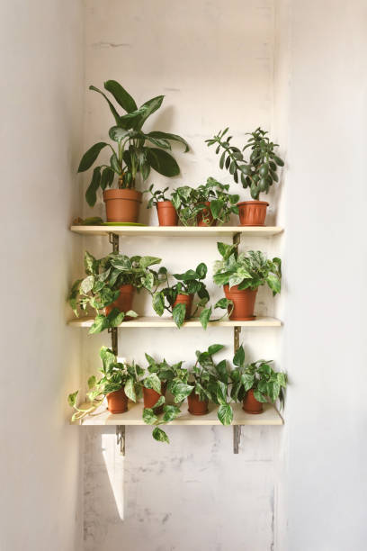 plantes vertes d’intérieur dans des pots bruns au balcon sur fond blanc - vertical garden photos et images de collection