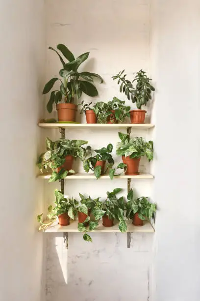 Photo of House green plants in brown pots at balcony on white background