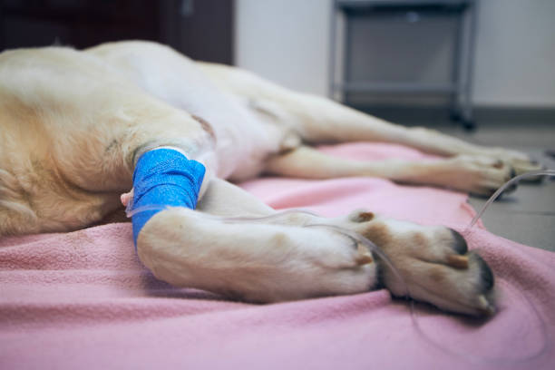 Paws of illness dog during treatment in animal hospital"n stock photo