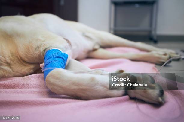 Paws Of Illness Dog During Treatment In Animal Hospitaln Stock Photo -  Download Image Now - iStock